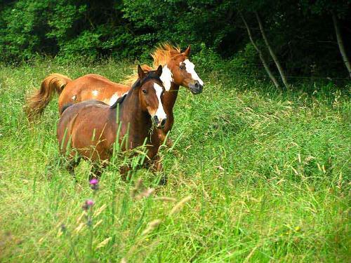 Reiten