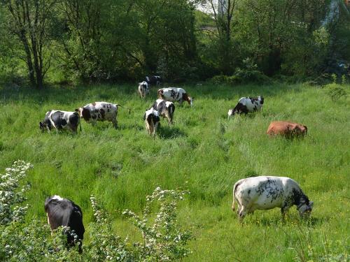 Rinder auf der Weide