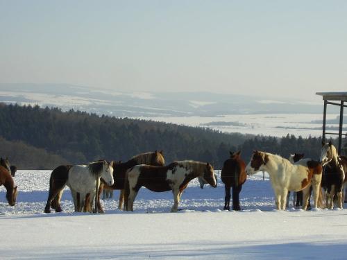 Winterglück für Pferde