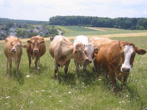 Mutterhuh-Herde auf dem Bauernhof