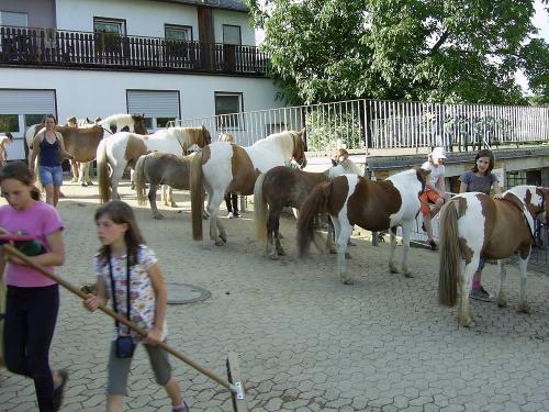 Pferdepflege auf dem Ponyhof Ludwig