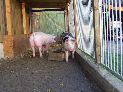 Unsere Glücksschweine