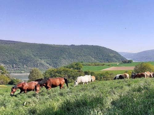 Pferde auf der Weide am Rhein
