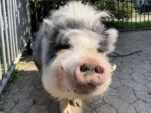 Schwein auf dem Ferienhof Oldach