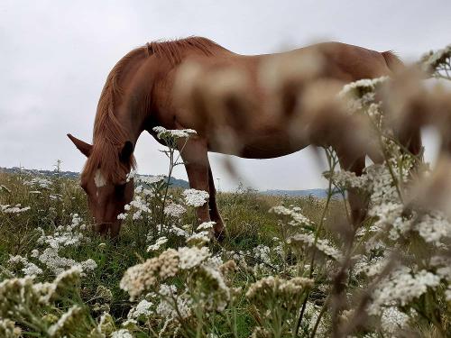 Pferd auf der Weide
