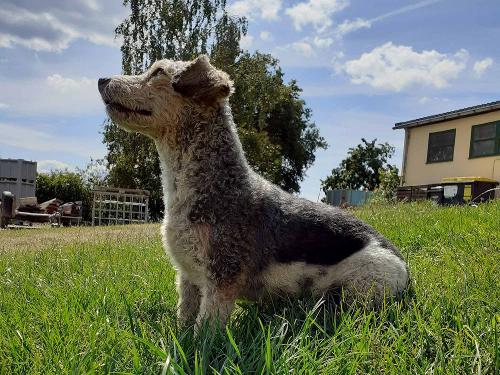 Unser Hofhund