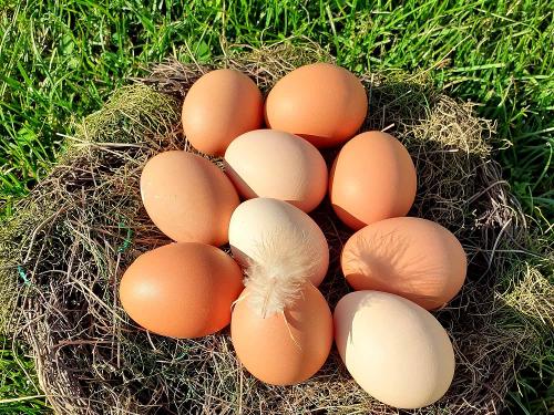 Eier im Hühnergarten sammeln