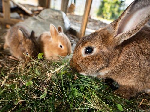 Kaninchen auf dem Ferienhof Oldach