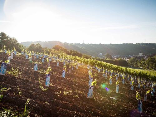 Weinberge in Weiler