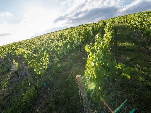 Weinberge im Nahetal bei Monzingen