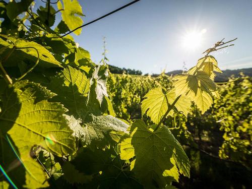 Weinberge im Naheland