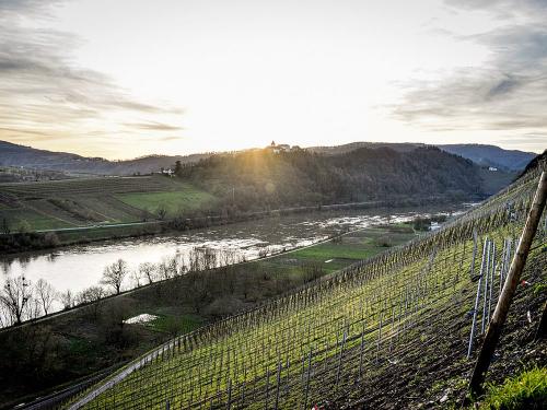 Blick zur Marienburg und die Moselweinberge
