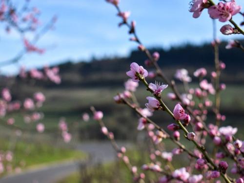 Frühling im Moseltal