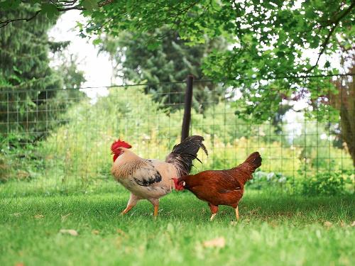 Hühner im Garten