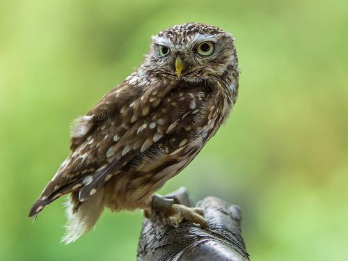 Greifvogel