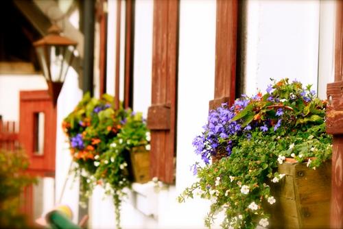 Blumenpracht