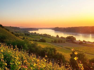 Blick von den Weinbergen auf den Rhein
