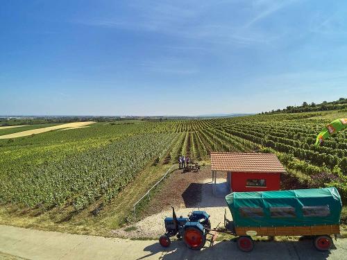 In den Weinbergen