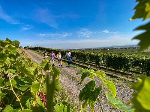 Wandern im Weinberg