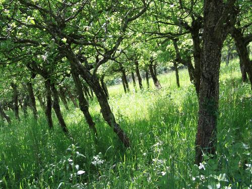 Wiesenlandschaft