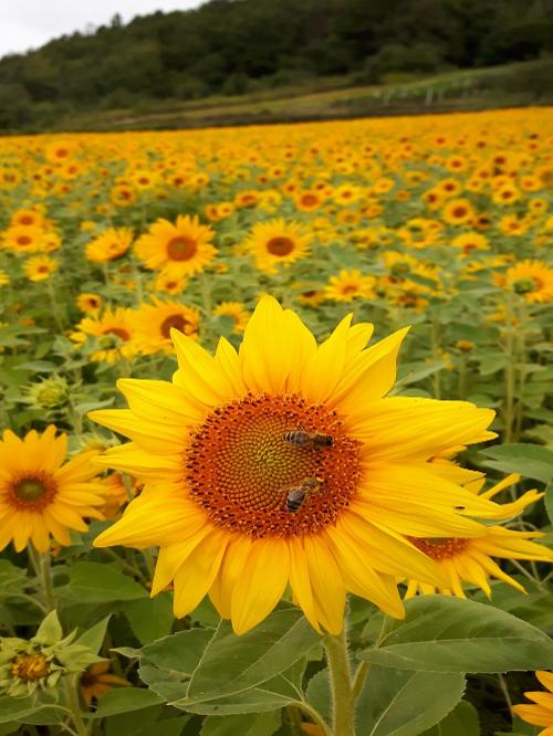 Sonnenblumen
