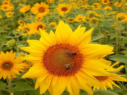 Sonnenblumen Sonnenblumen