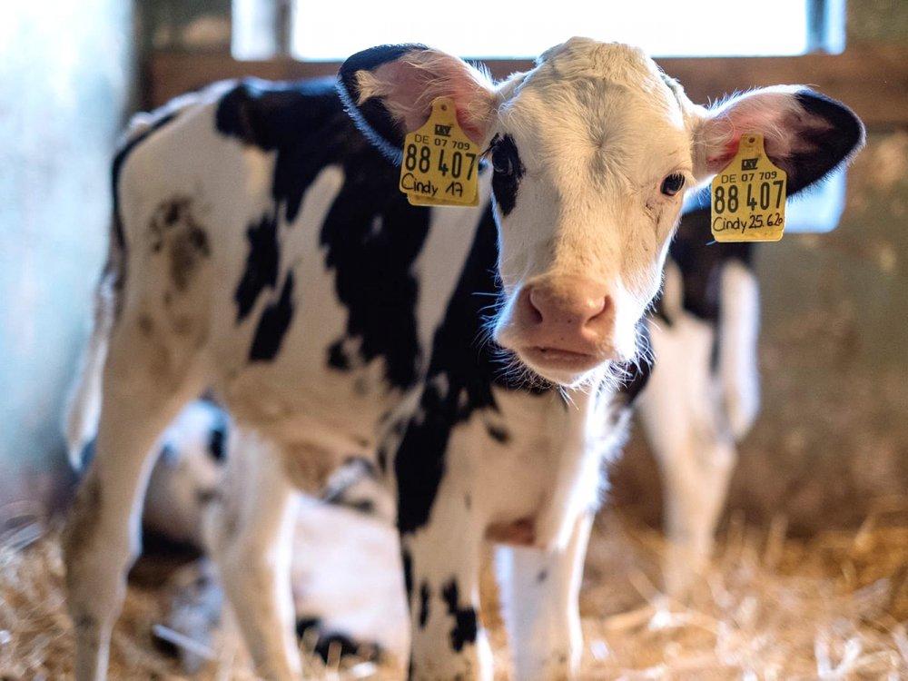 Kälbchen im Stall Kälbchen im Stall