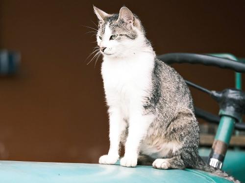 Katze wartet auf Streicheleinheiten