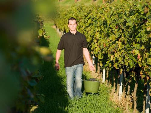 Weinlese im Weingut Schreieck