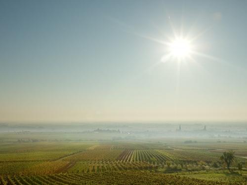 Weinlandschaft Weingut Schreieck