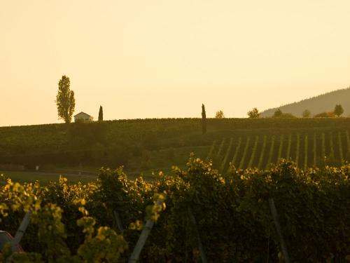 Weinberge Weingut Schreieck