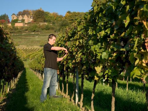 Reben Schneiden im Weingut Schreieck