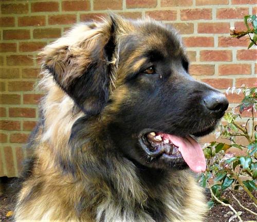 Unser Hofhund