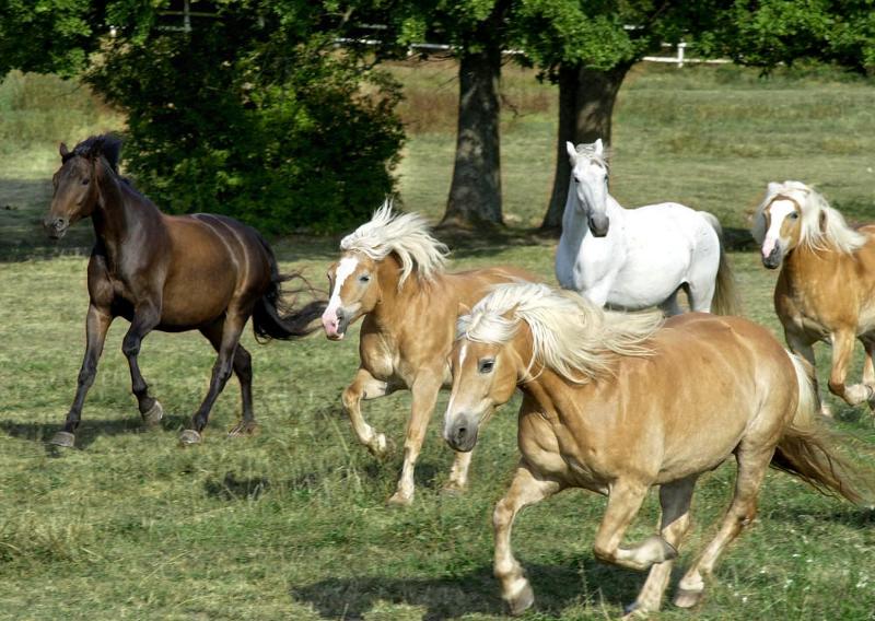 haflinger-1