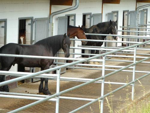 Stall mit Paddock am Mühlberghof