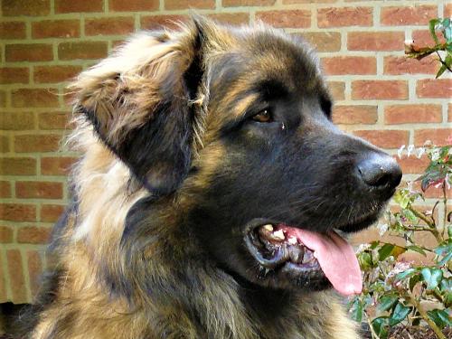 Unser Hofhund