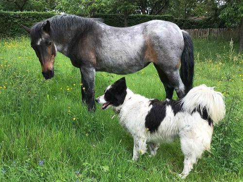 Unsere Hoftiere
