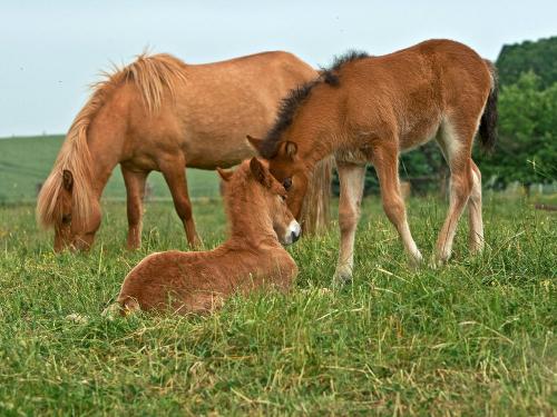 Pferde auf dem Islandpferdehof Sangerhof
