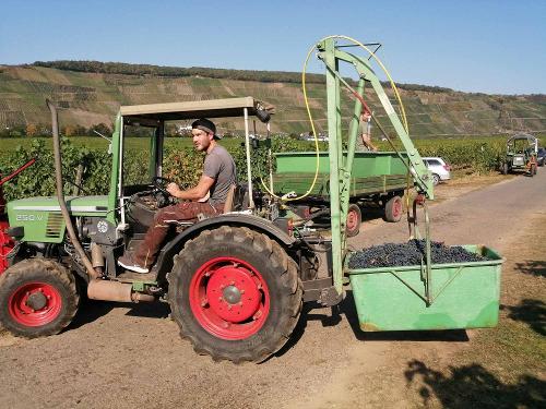 Traubenlese im Ferienweingut Winnebeck