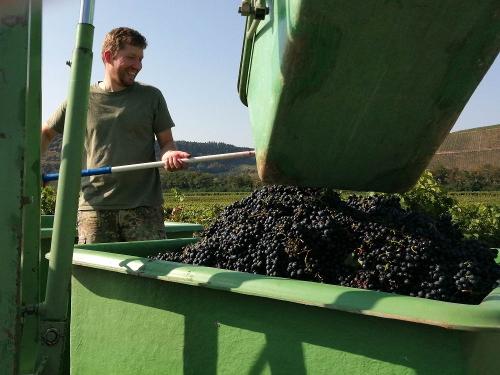 Traubenlese im Ferienweingut Winnebeck