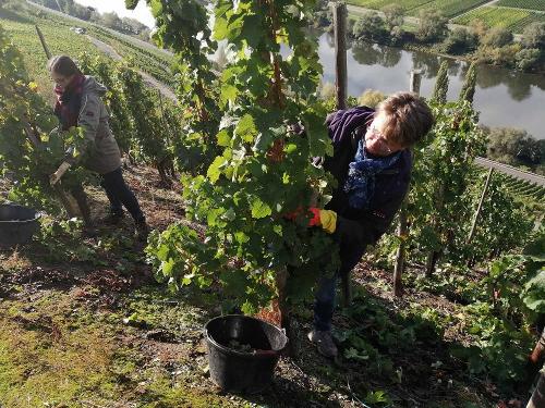 Traubenlese im Ferienweingut Winnebeck