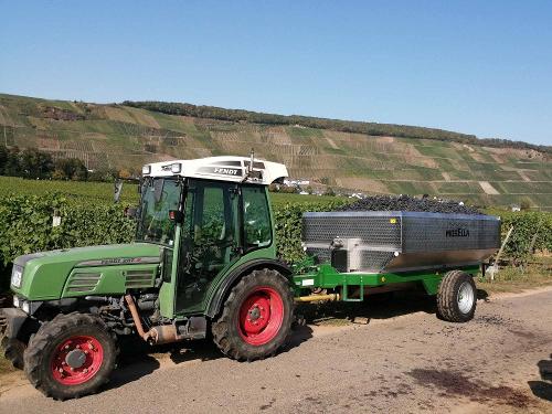 Traubenlese im Ferienweingut Winnebeck
