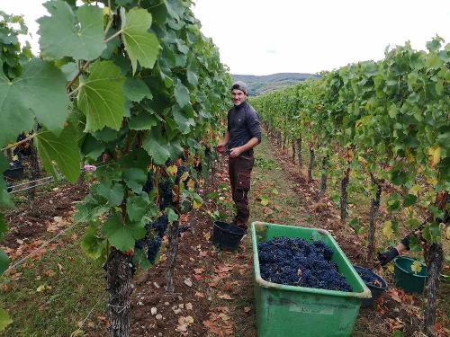 Traubenlese im Ferienweingut Winnebeck