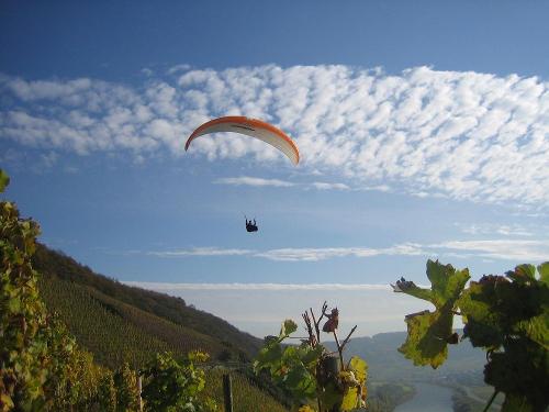 Paragliding über den Weinbergen an der Mosel