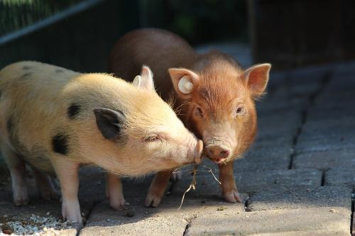 Schweine