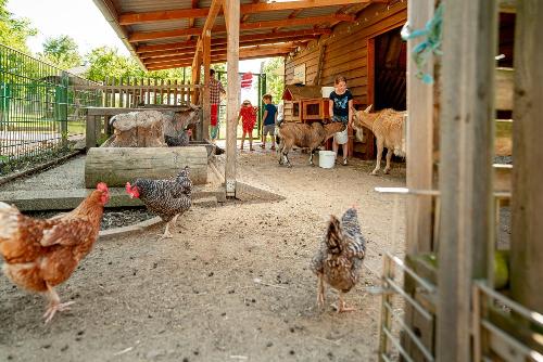 Kinder helfen beim Füttern