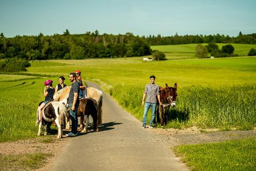 Spaziergang mit Pony und Esel