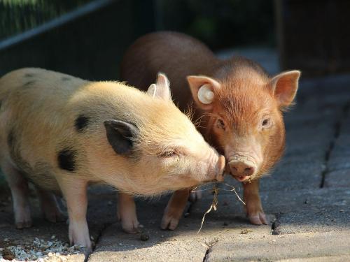 Schweine
