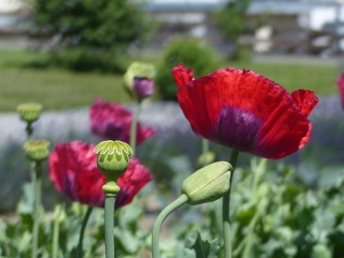 garten-2