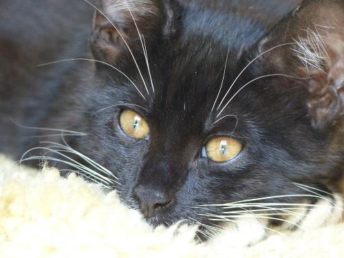 katze-1